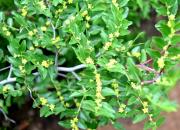 【好名声网】枣树（文/韩辉升）