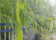 【好名声网】瓠子（文/韩辉升）