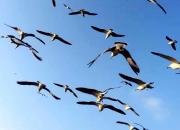 【好名声网】那只鸟（文/韩辉升）