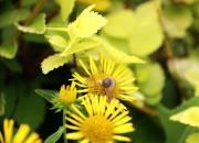 【好名声网】蜗牛（二）（文/韩辉升）