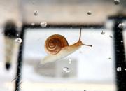 【好名声网】蜗牛（三）（文/韩辉升）