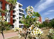 【好名声网】文冠果花（文/韩辉升）