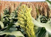 【好名声网】酒高粱（文/韩辉升）