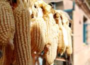 【好名声网】握住玉米（文/韩辉升）