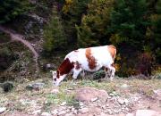 【好名声网】梦记：那头牛（文/韩辉升）