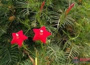 【好名声网】一株茑萝风中舞（李娜）